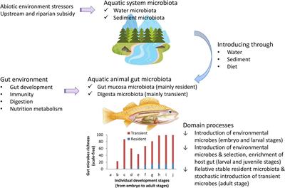 Quantifying the Colonization of Environmental Microbes in the Fish Gut: A Case Study of Wild Fish Populations in the Yangtze River